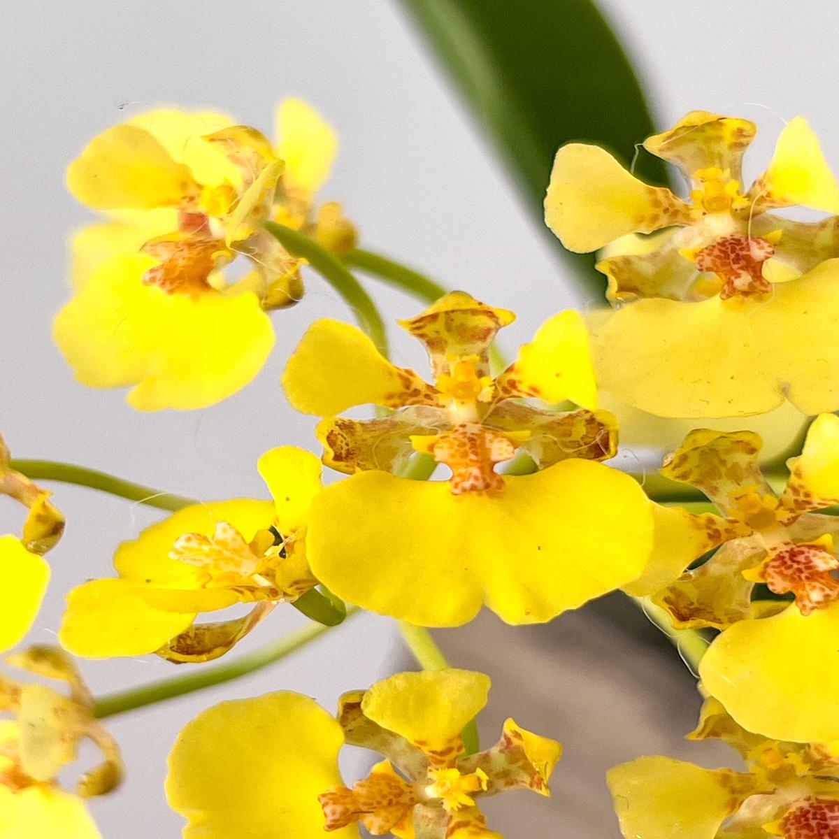 Onc. ampliatum