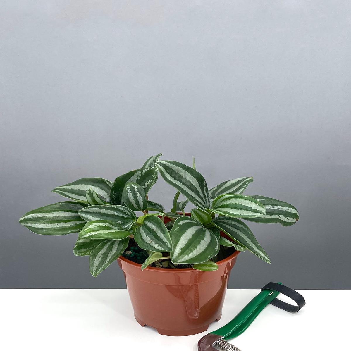 Peperomia Mini Watermelon