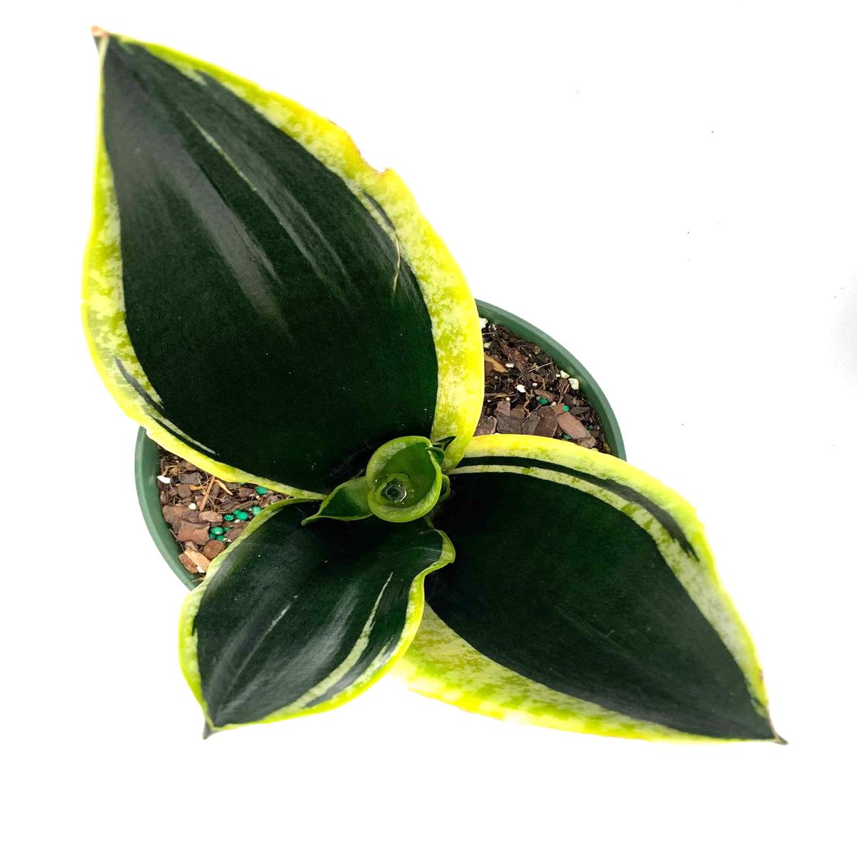 Sansevieria Black Gold Robusta
