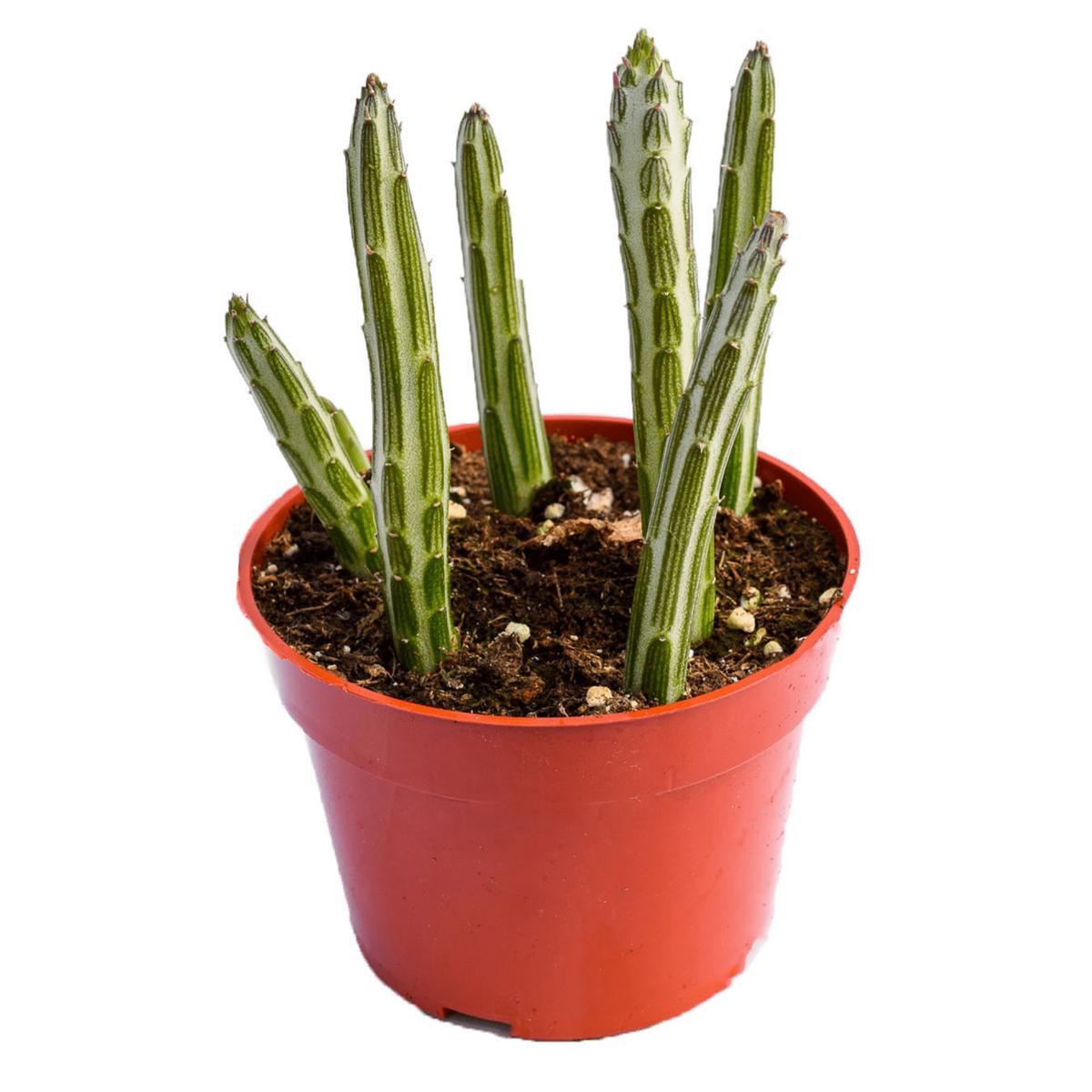 Senecio Stapeliaeformis