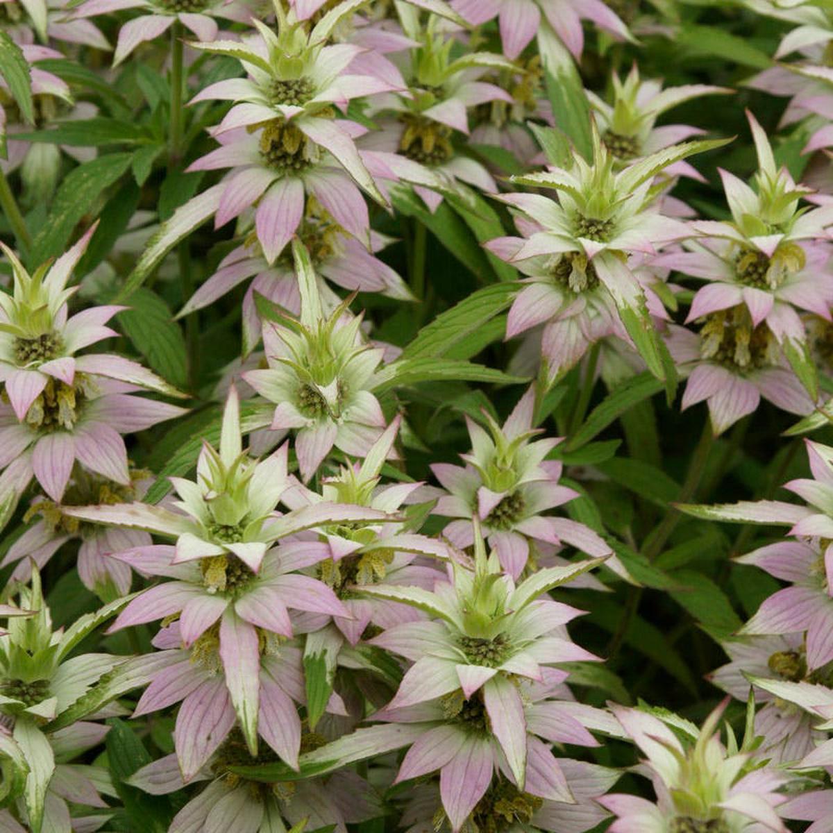 Spotted Bee Balm Seeds