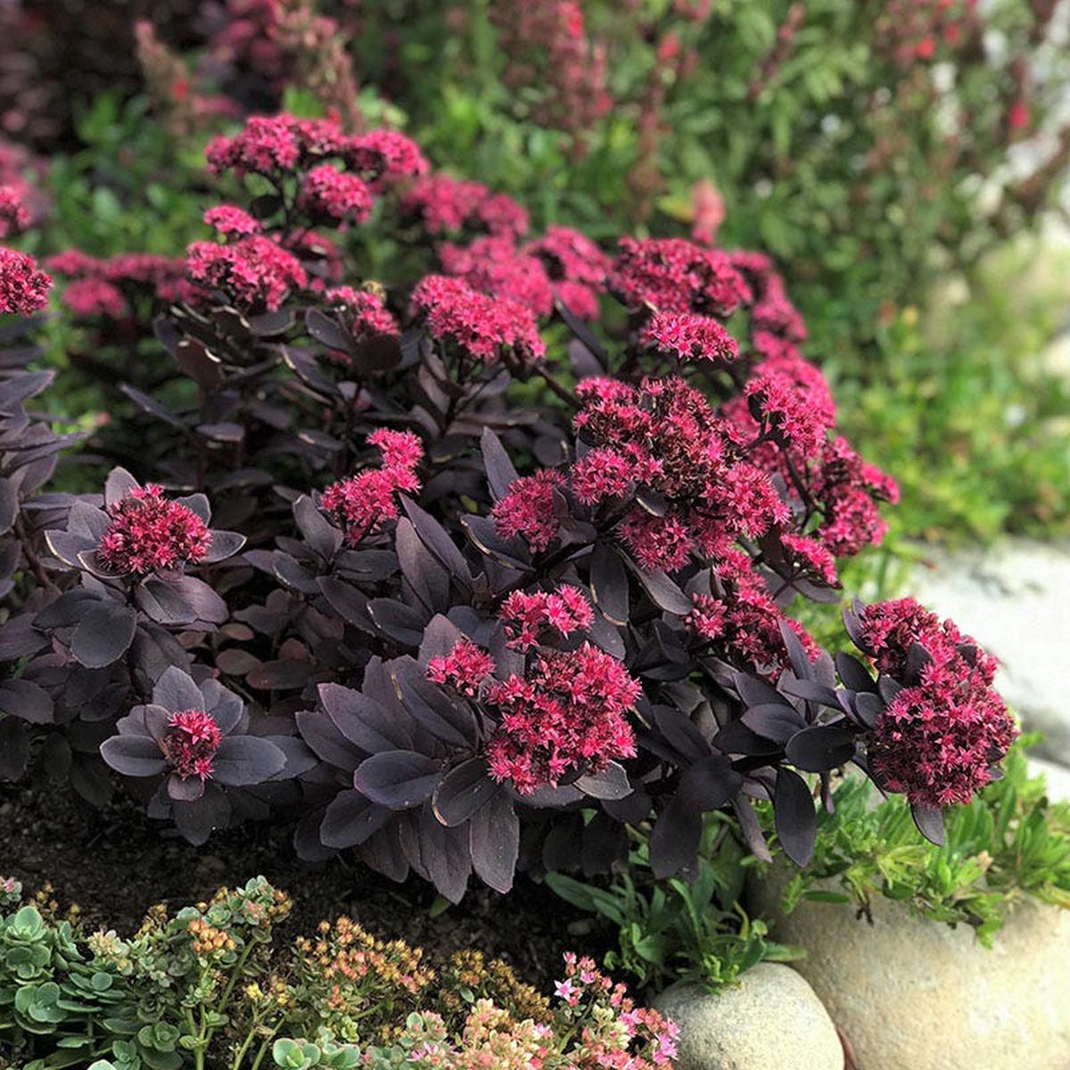 Sunsparkler Plum Dazzled Sedum