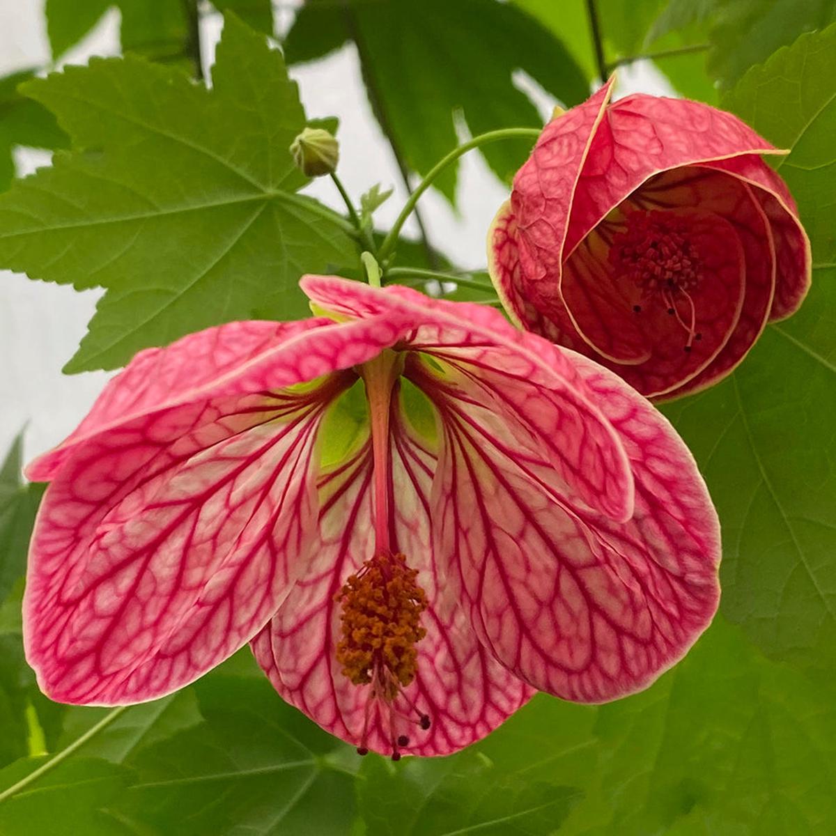 Abutilon Cherry Blossom' (Abutilon hybrid)