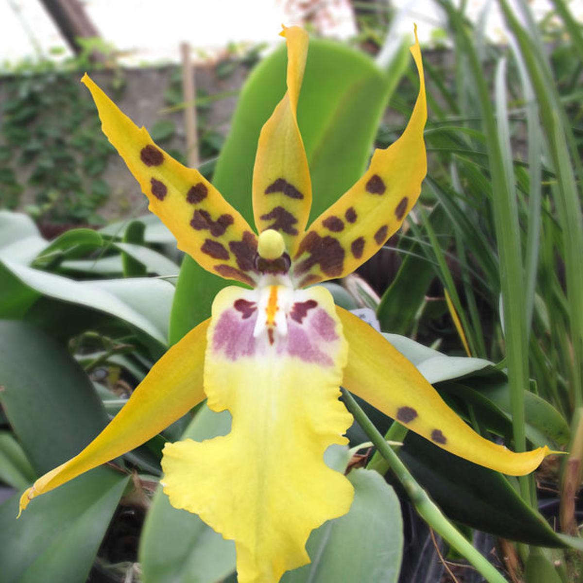 Alcra Orchid Pacific Nova Butter Buds (Brassia x Miltonia x Oncidium hybrid)