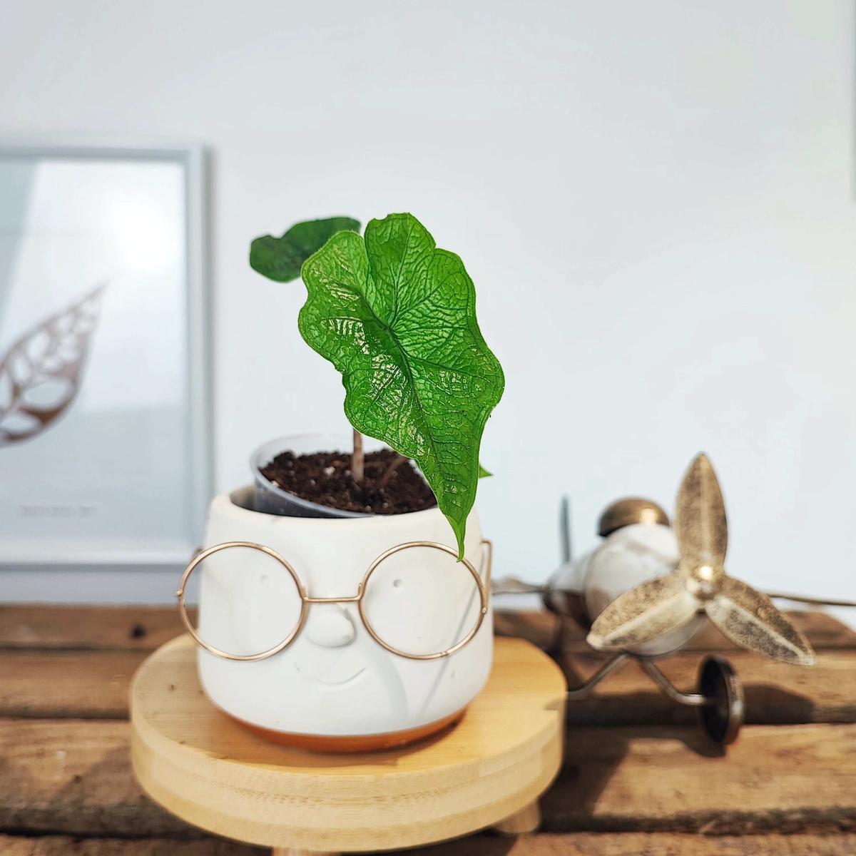 Alocasia Jacklyn  Feuillage dentel et graphique (Bulbille)