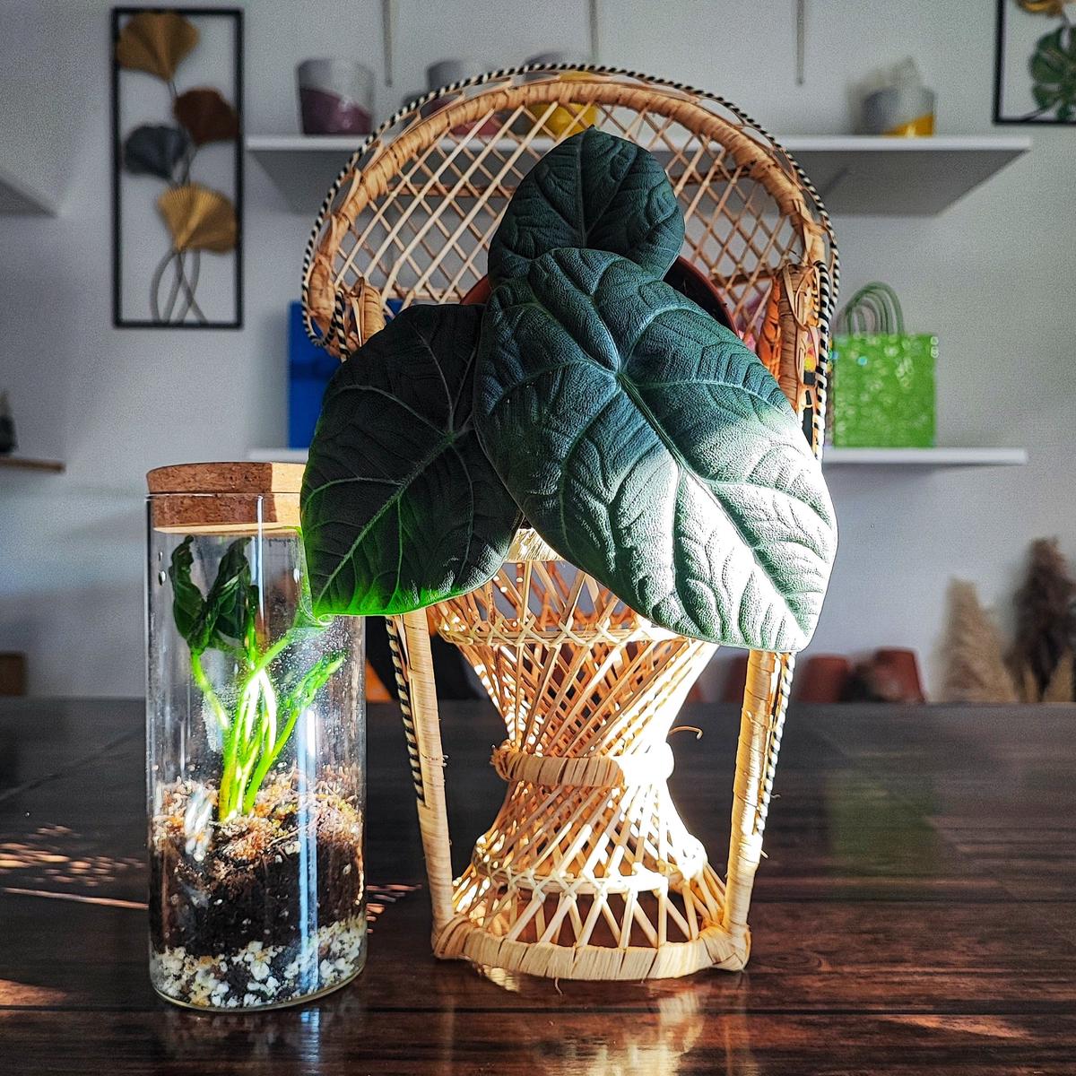 Alocasia Maharani/ Grey Dragon