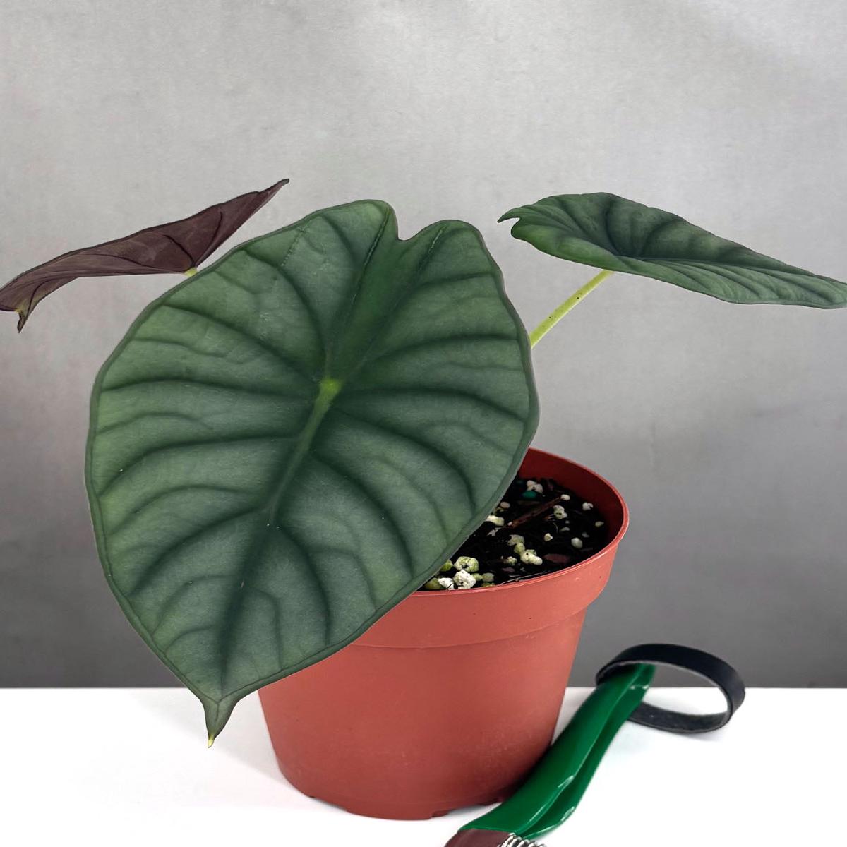Alocasia Nebula Imperialis