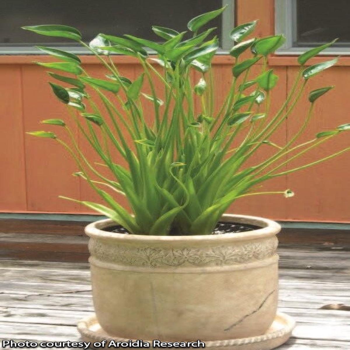 Alocasia Tiny Dancers PP (Alocasia hybrid)