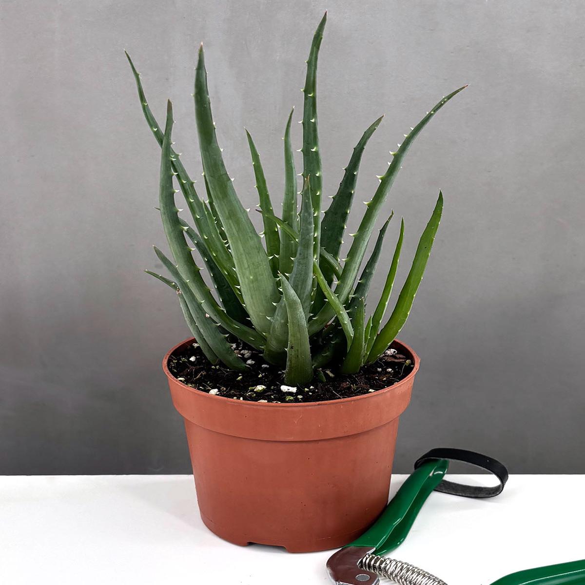 Aloe Hedgehog