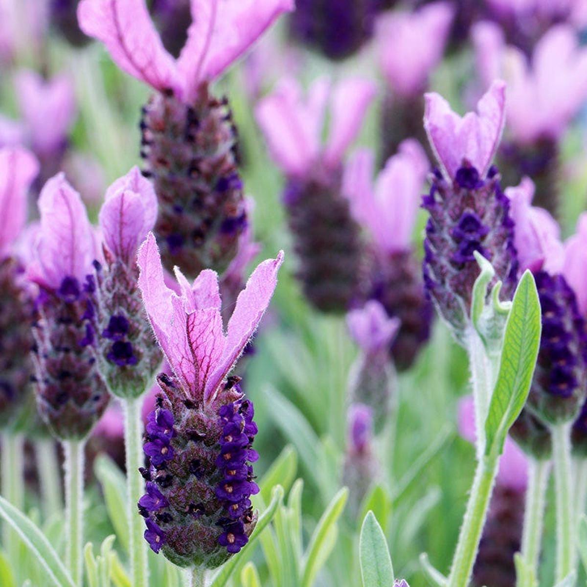 Anouk Spanish Lavender