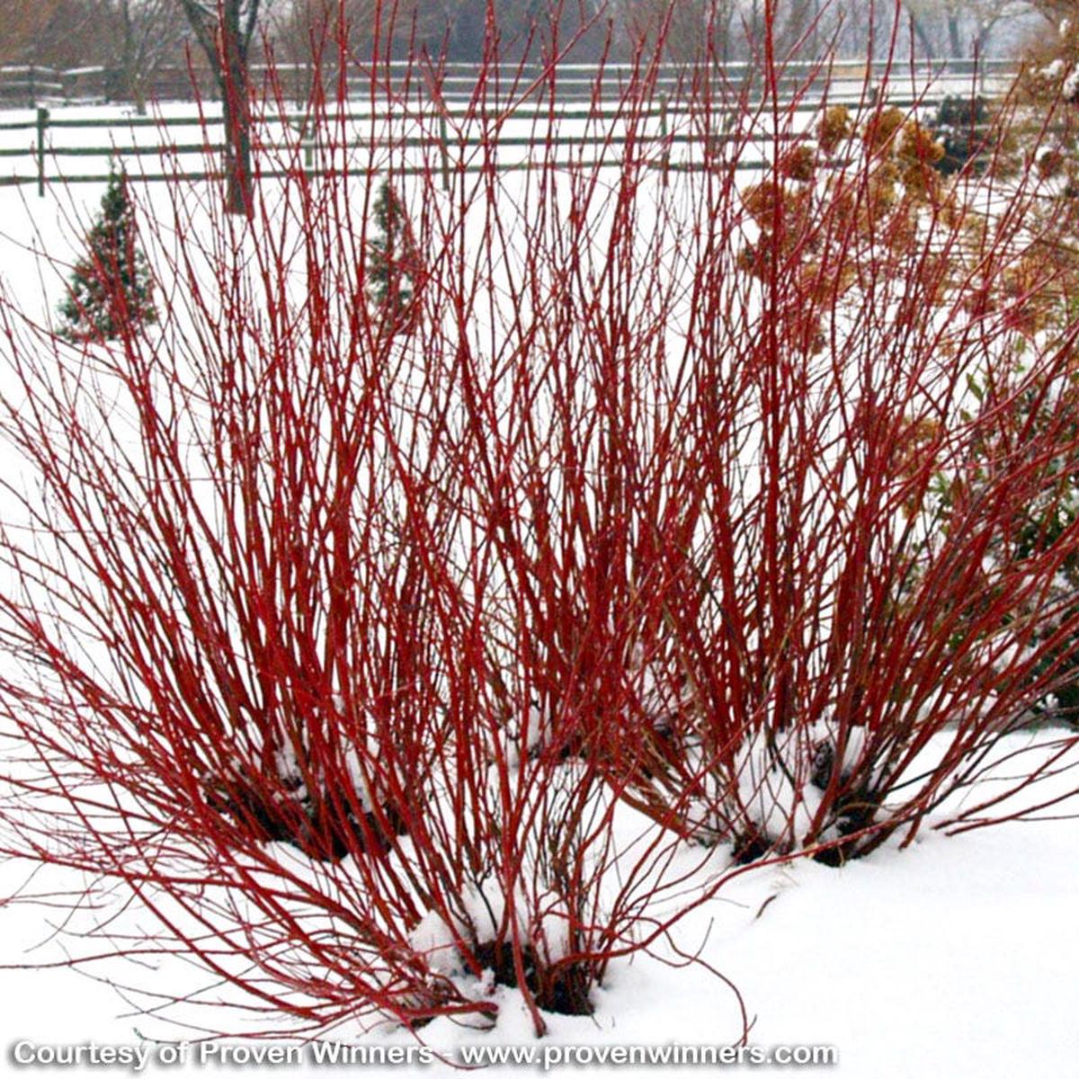 Arctic Fire Dogwood