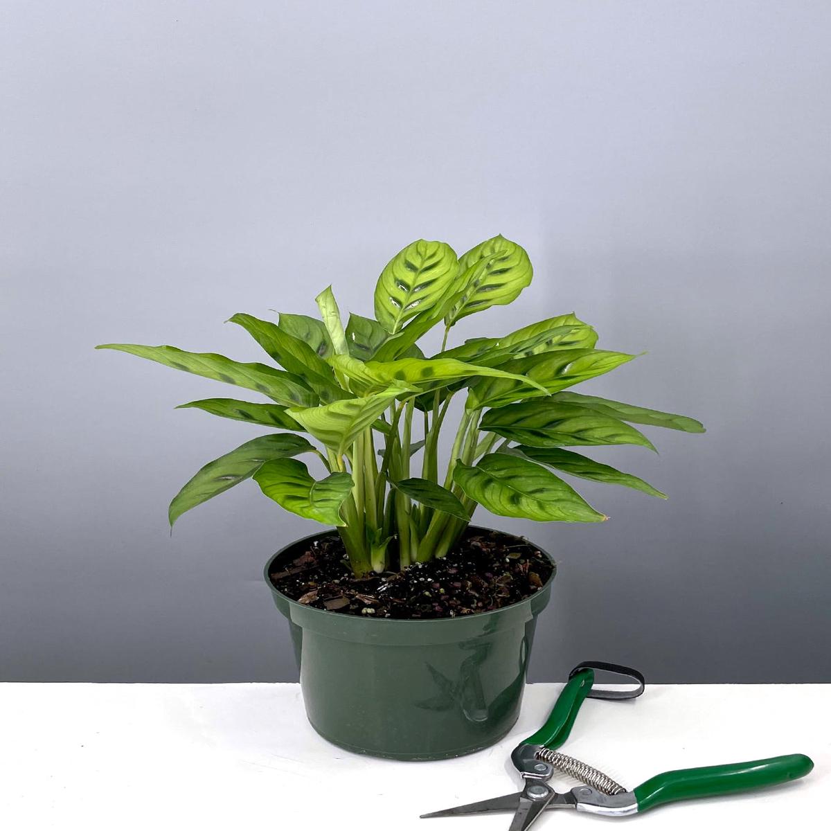 Calathea Leopardina