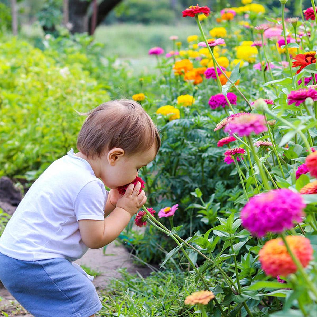 California Giants Zinnia Seeds