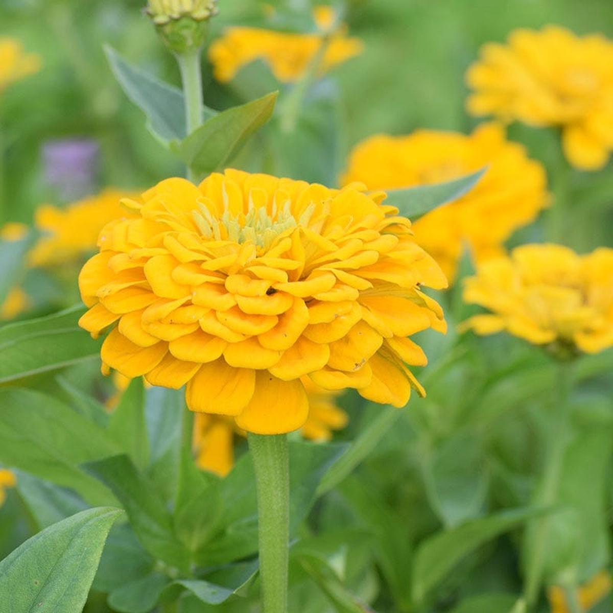 Canary Bird Zinnia Seeds