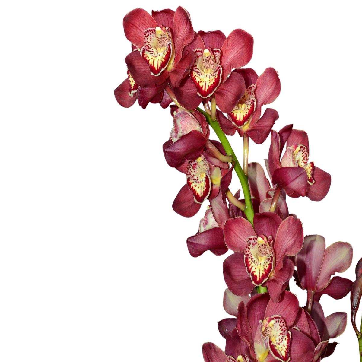 Cymbidium Pilley Olympic Pink Perfection 1 h00237 (medium)