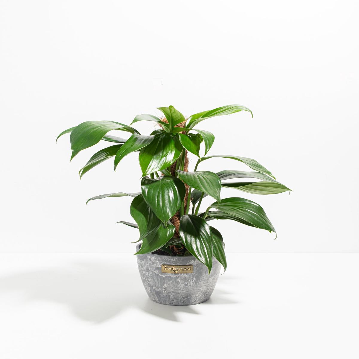 Dragon's Tail Philodendron with Totem