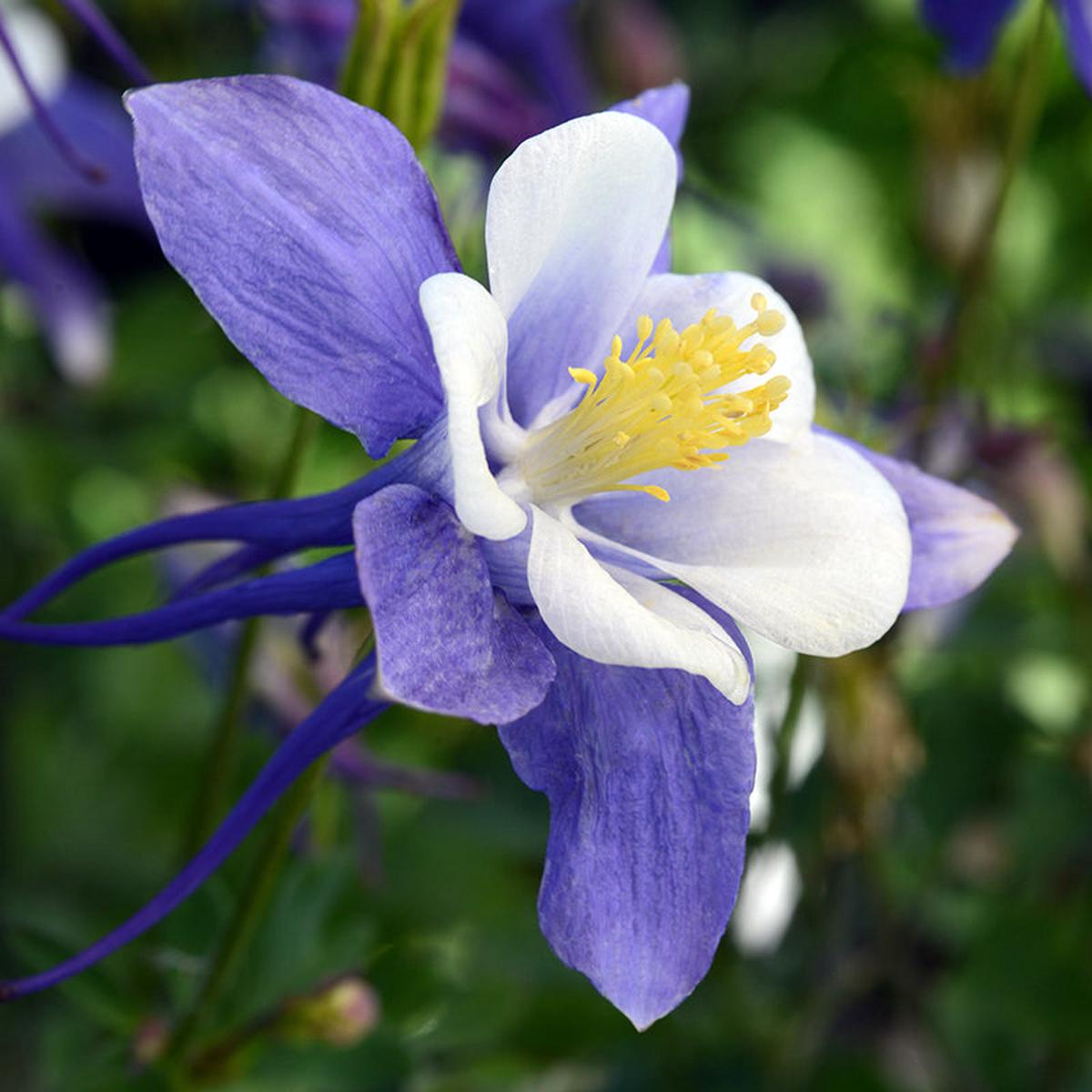 Earlybird Blue White Columbine