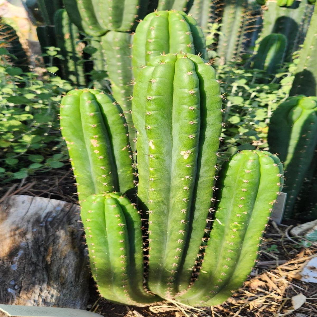 #EC101 EXACT Trichocereus Pachanoi Nahuel OP Chavin Cactus Cutting 8-10"