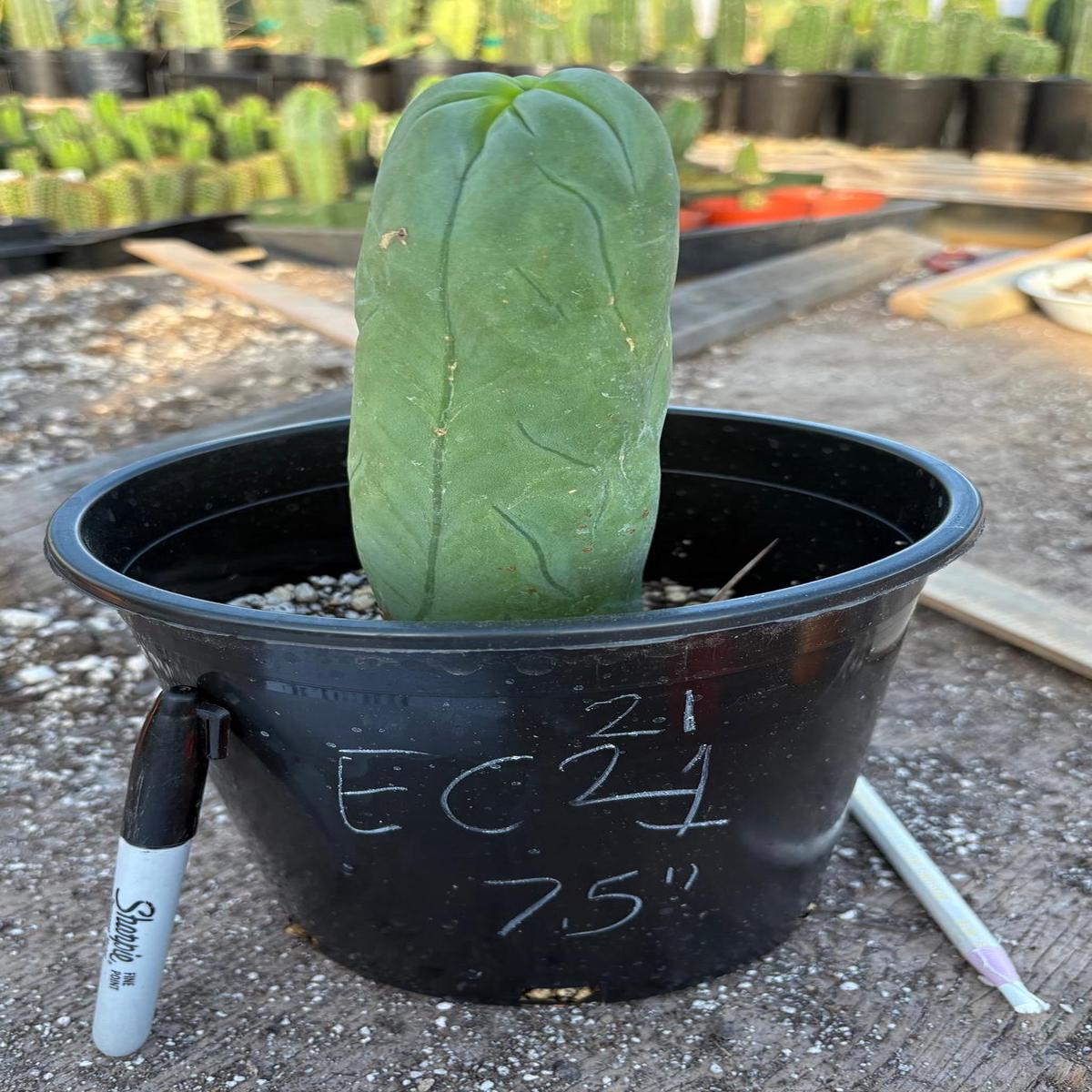 #EC21 EXACT Trichocereus Bridgesii Monstrose TBM Long Form penis Cactus 7.5