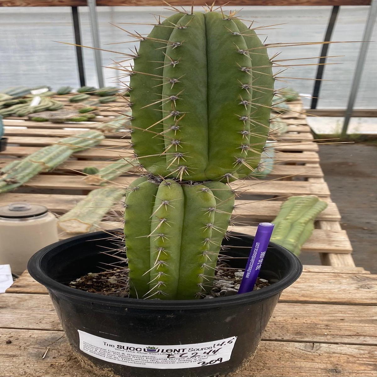 #EC244 EXACT Trichocereus Ornamental Cactus 14.5"