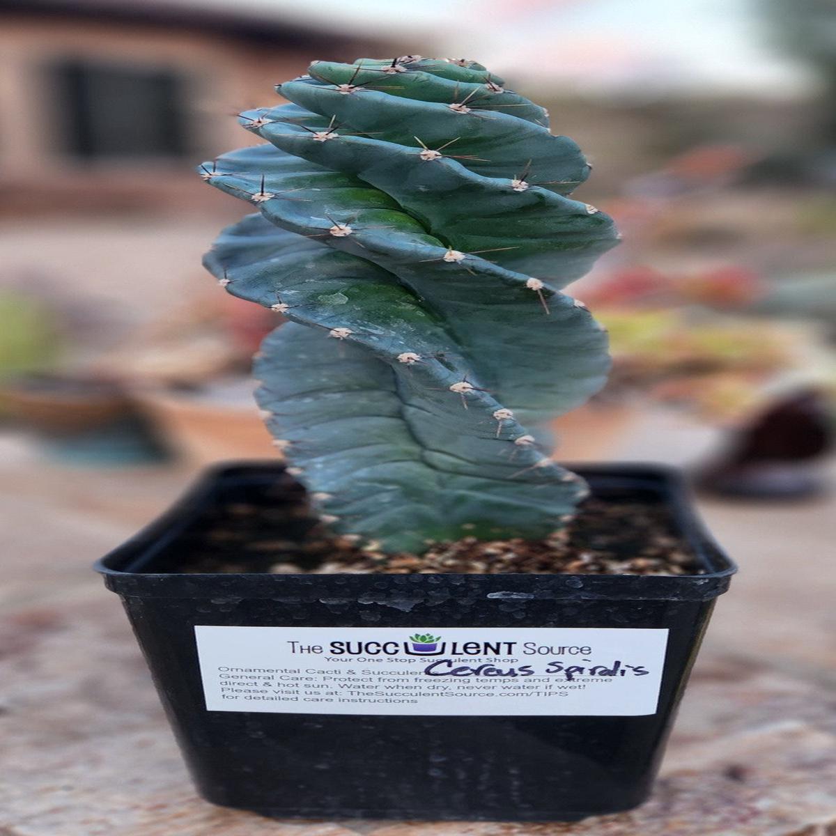 #EC257 EXACT Cereus Spiralis The Spiral Cactus 10-12 or so!