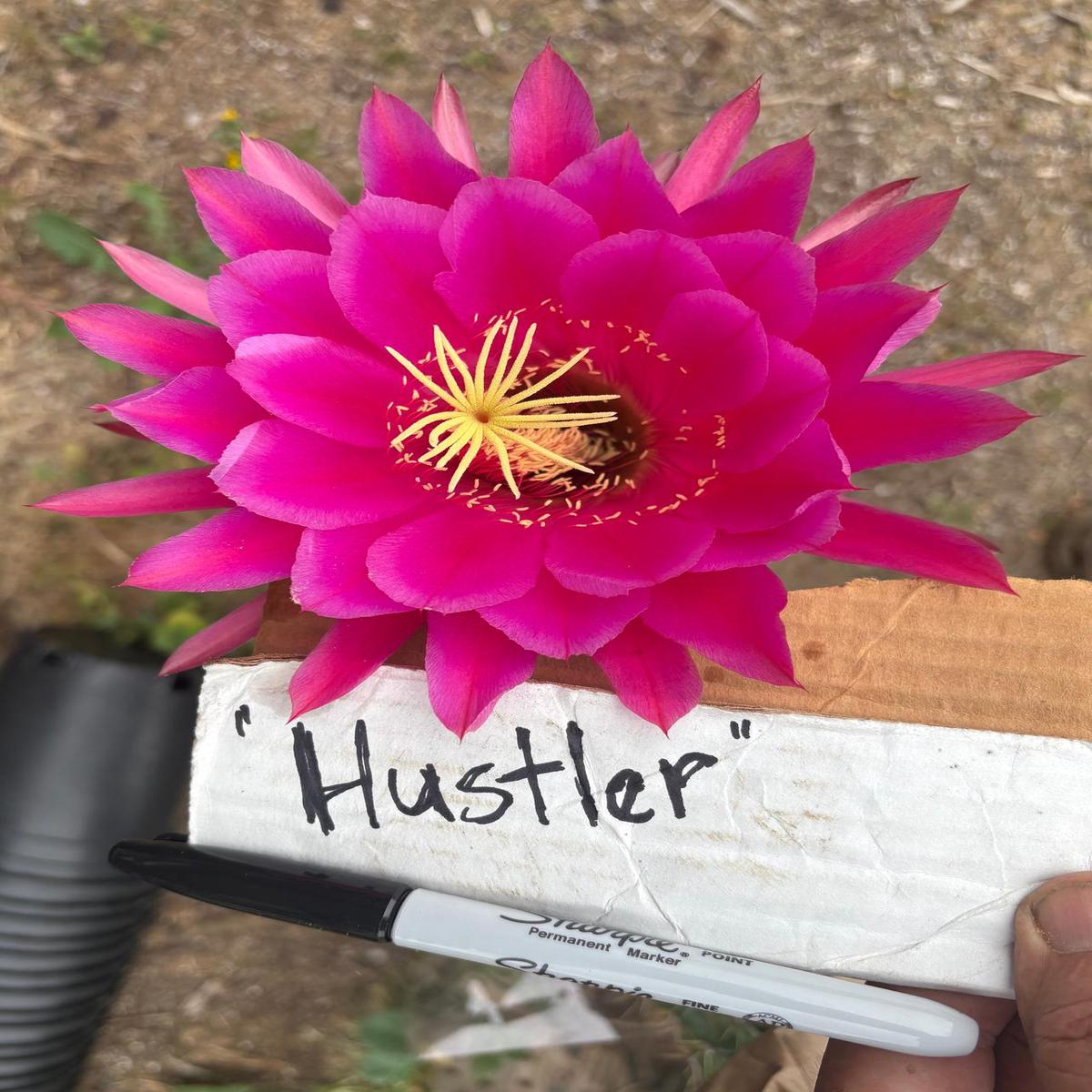 #EC84 EXACT Trichocereus Hustler Cactus Cutting 10-12
