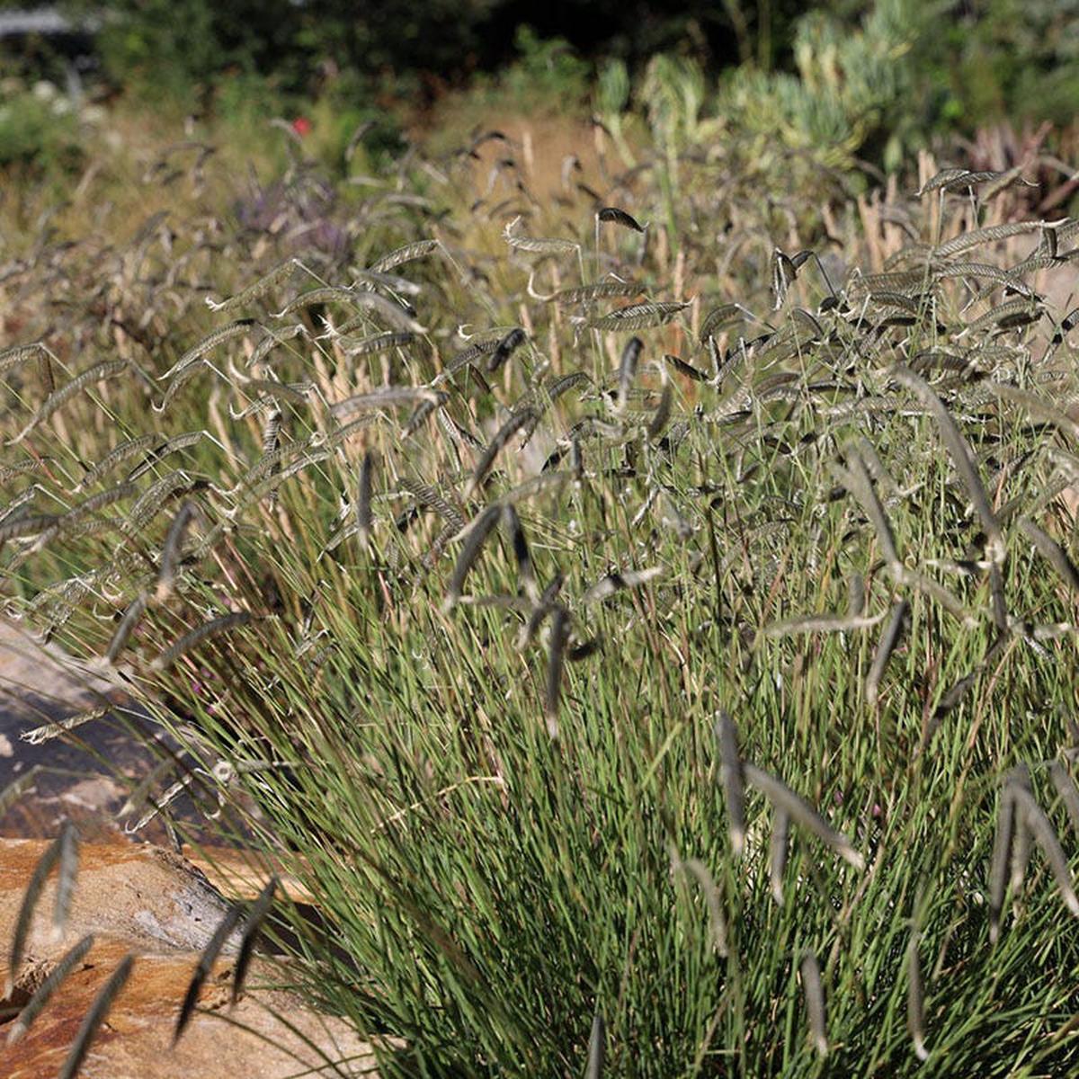 FREEDA Caterpillar Grass