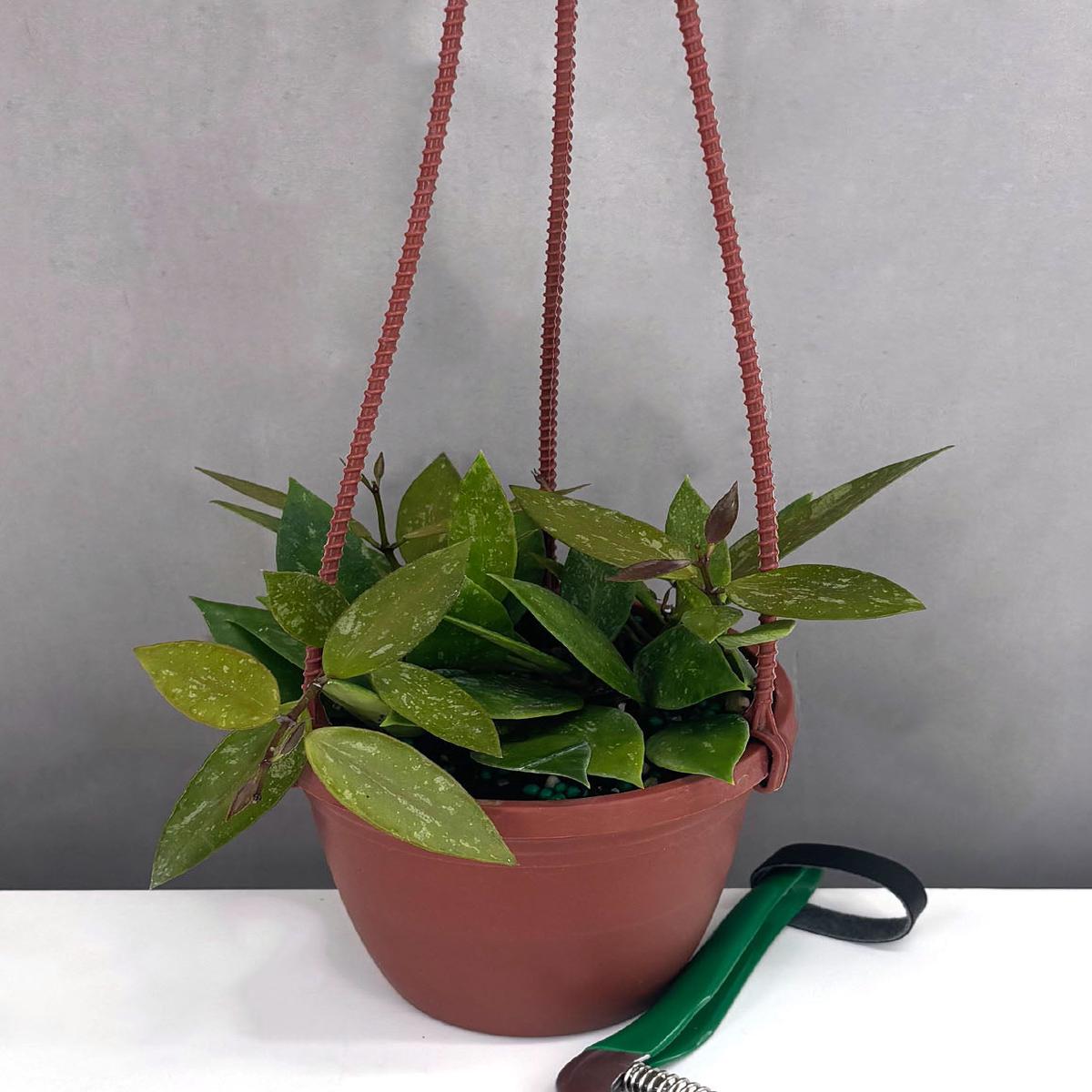 Hoya Gracilis