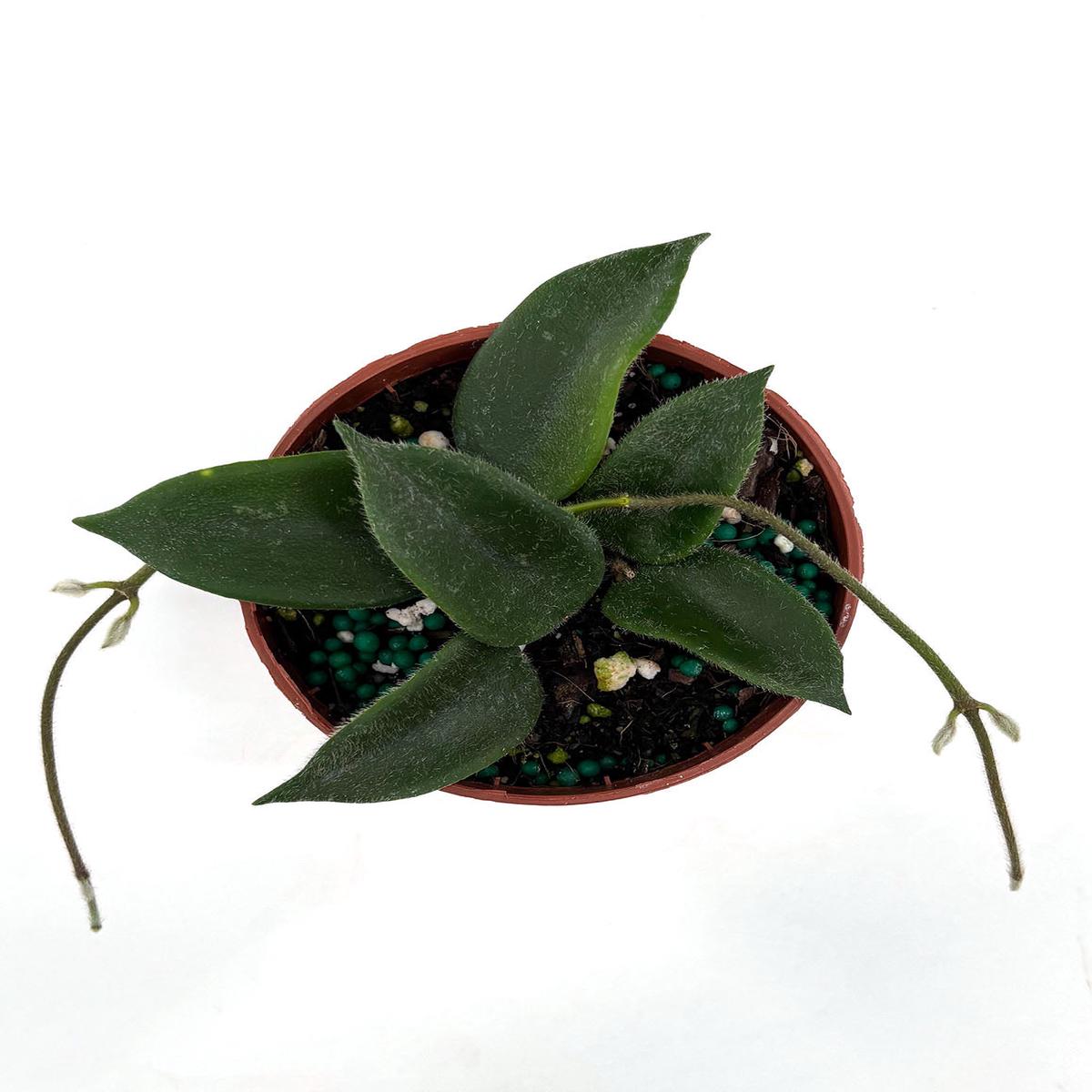 Hoya Thomsonii Pink