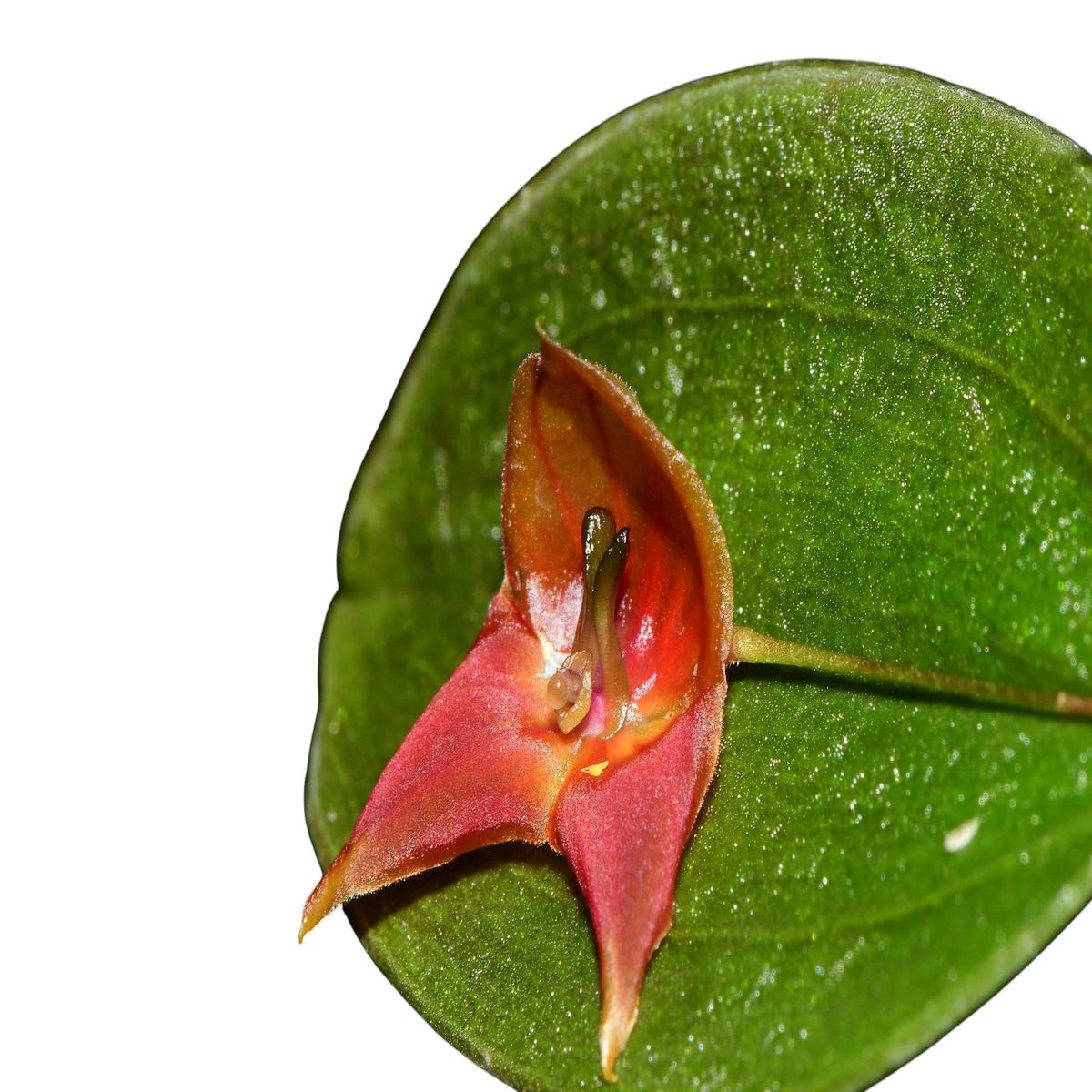 Lepanthes niesseniae x Lths. felis