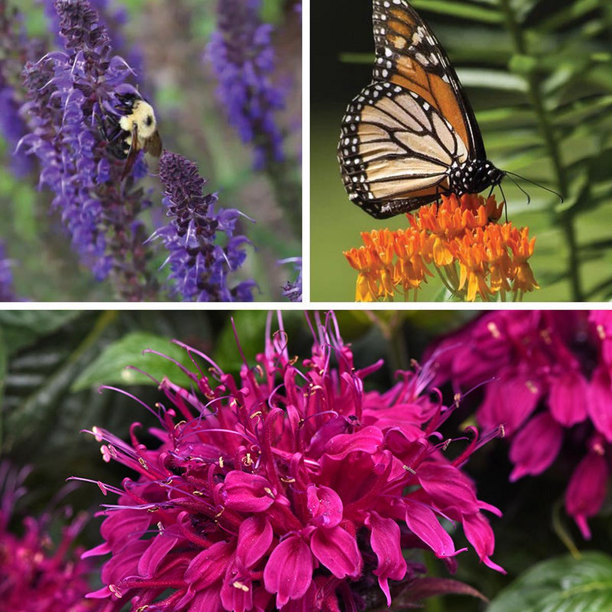 Mini Pollinator Pit Stop Plant Collection