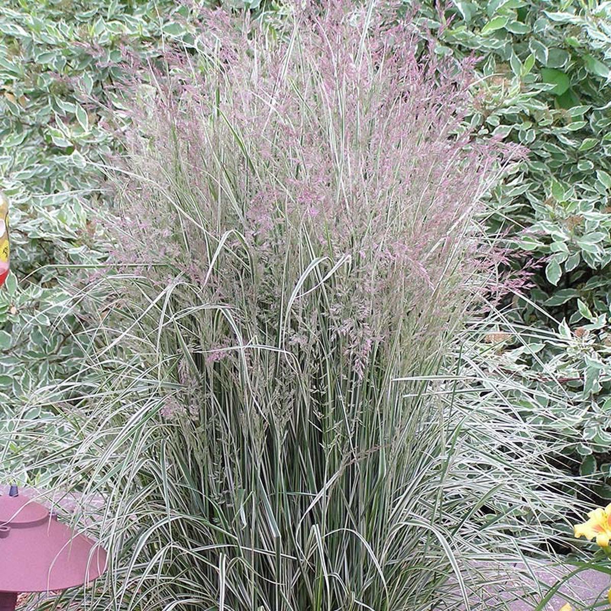 Overdam Feather Reed Grass