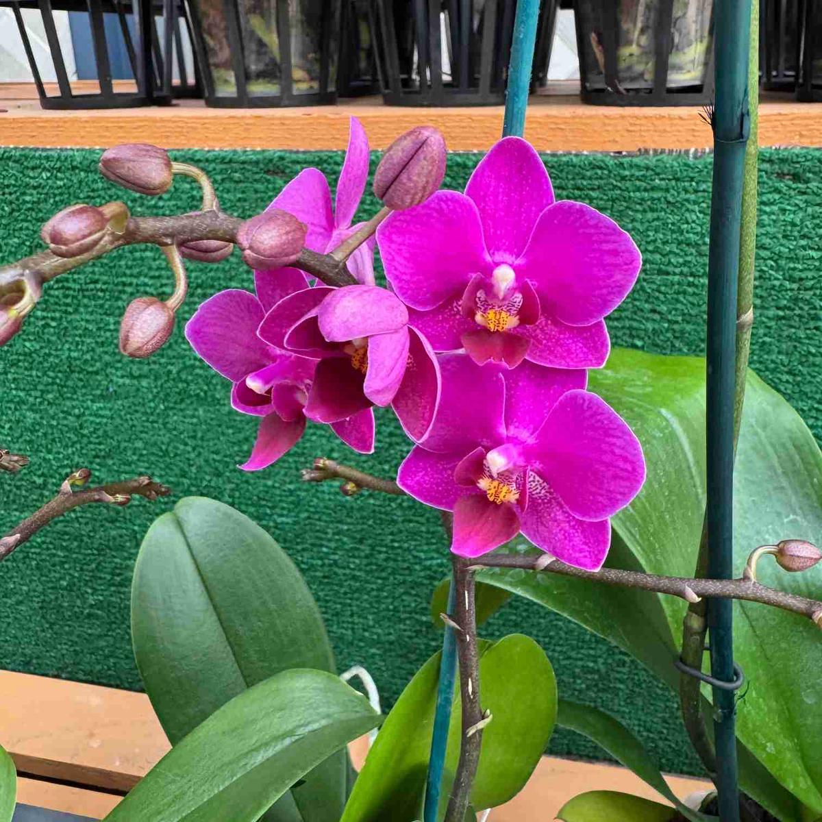 Phal. Kissy Lips (Miniature)