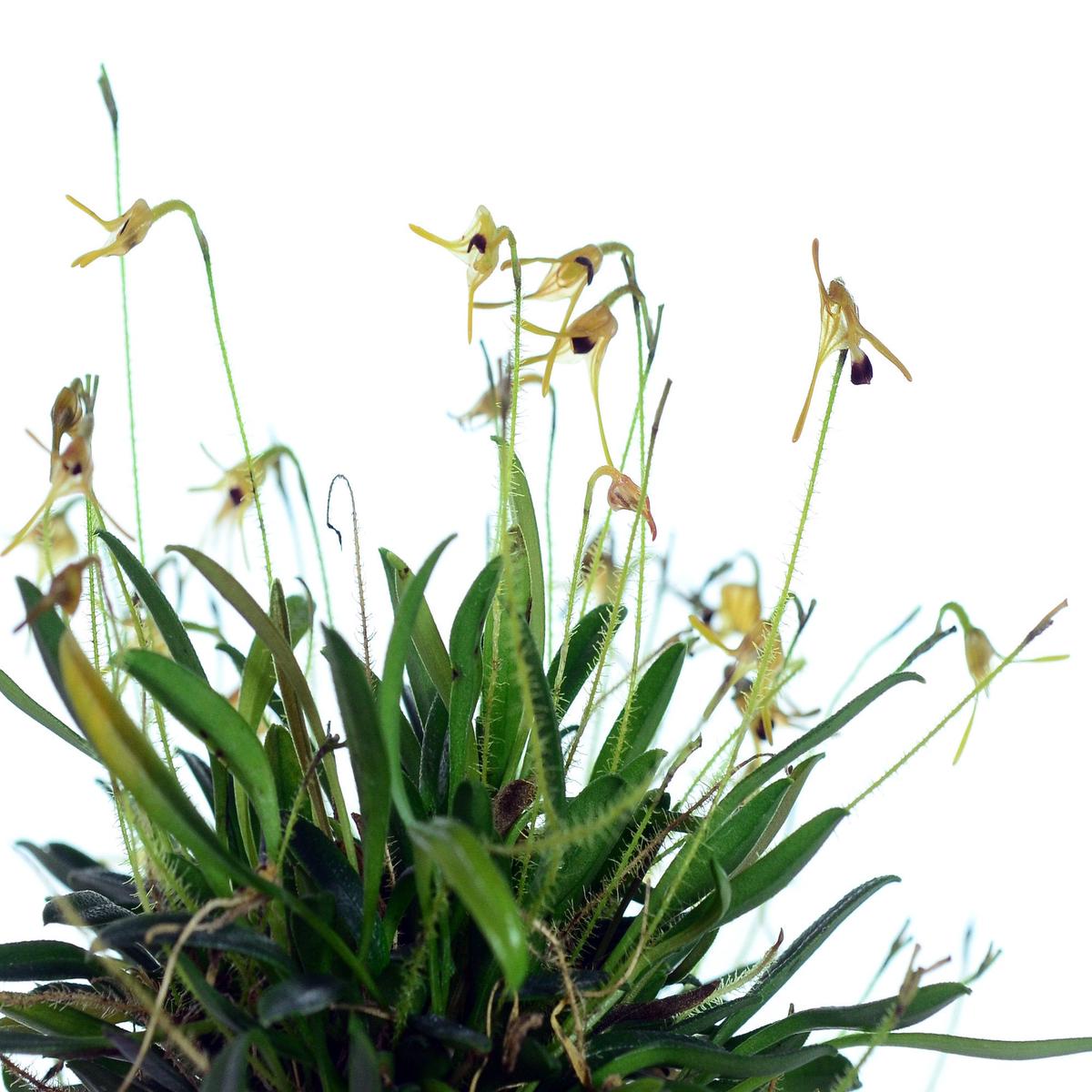 Porroglossum apoloae (Big)