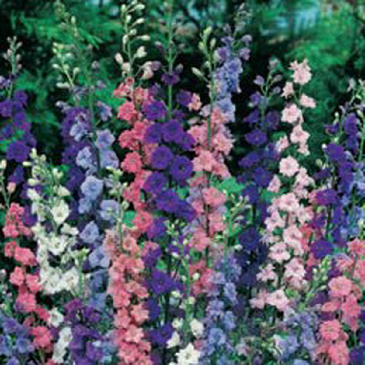 Rocket Larkspur - 3215