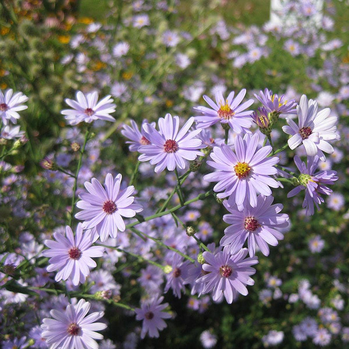 Smooth Blue Aster Seeds