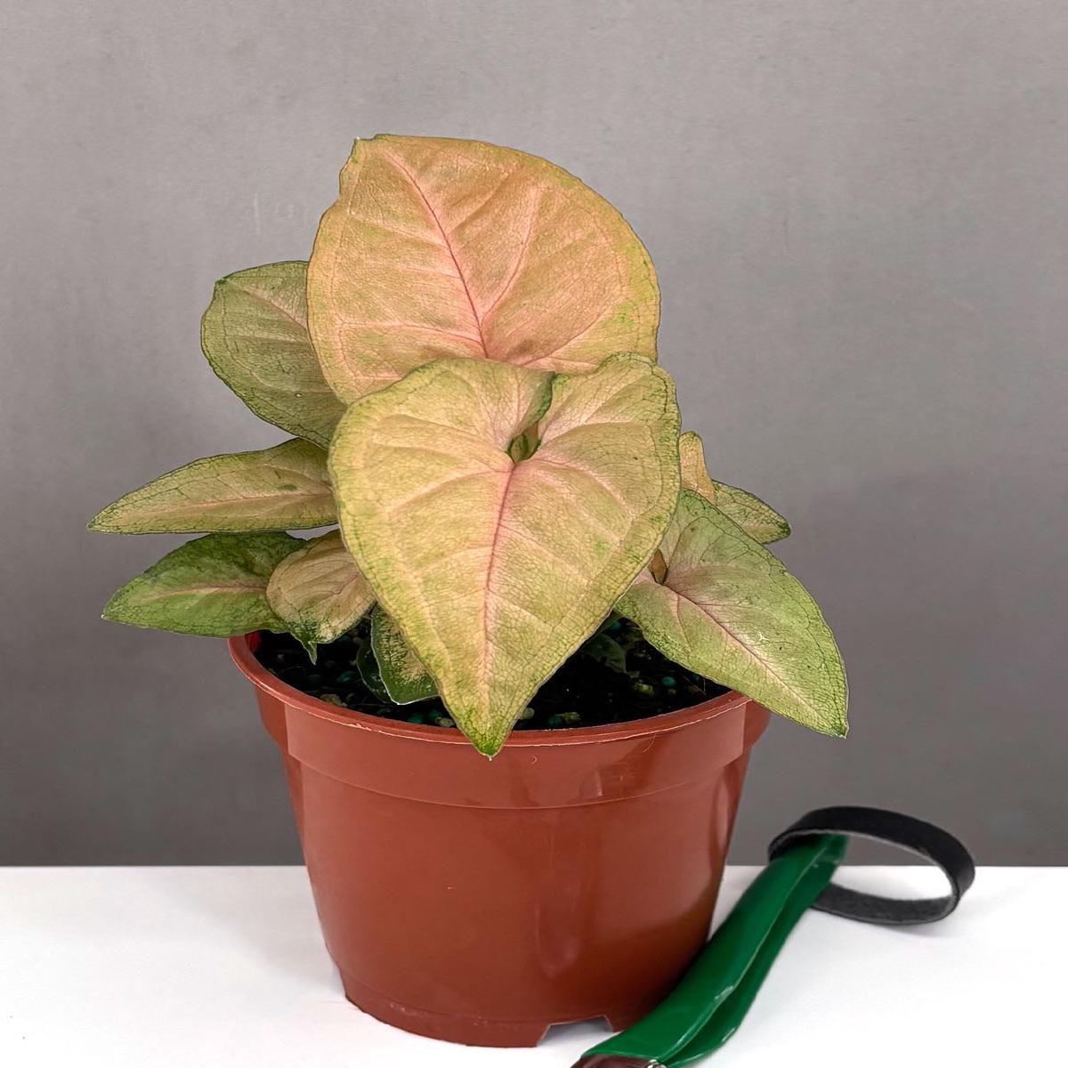 Syngonium Regina Red