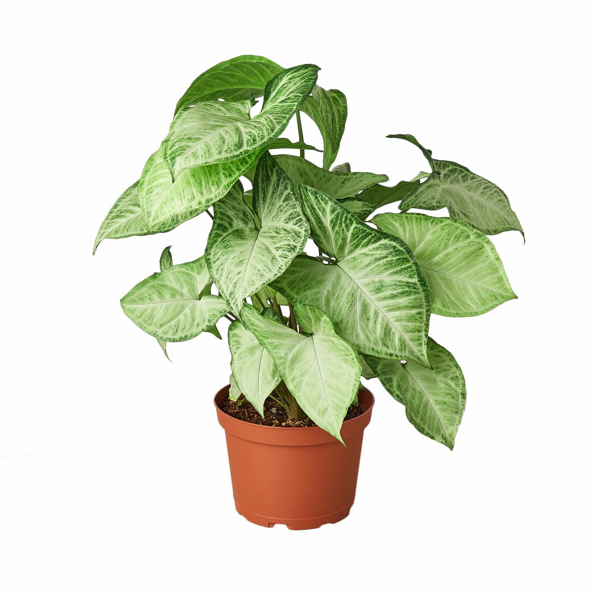 Syngonium White Butterfly - 6" Pot - NURSERY POT ONLY