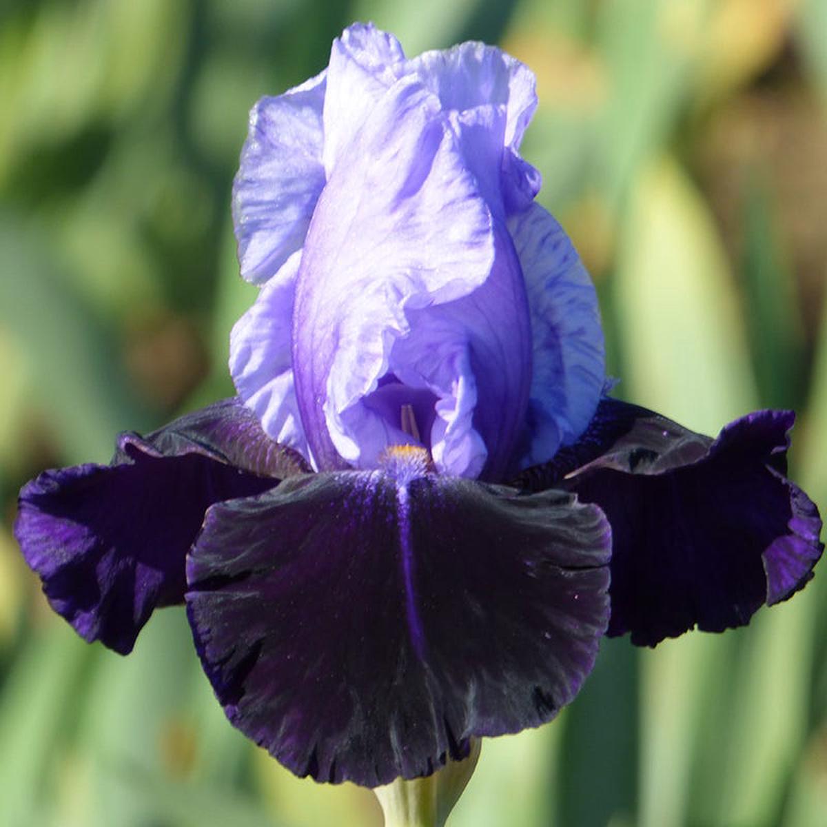 Tempting Fate Bearded Iris