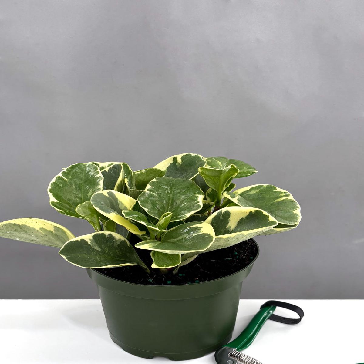 Variegated Peperomia