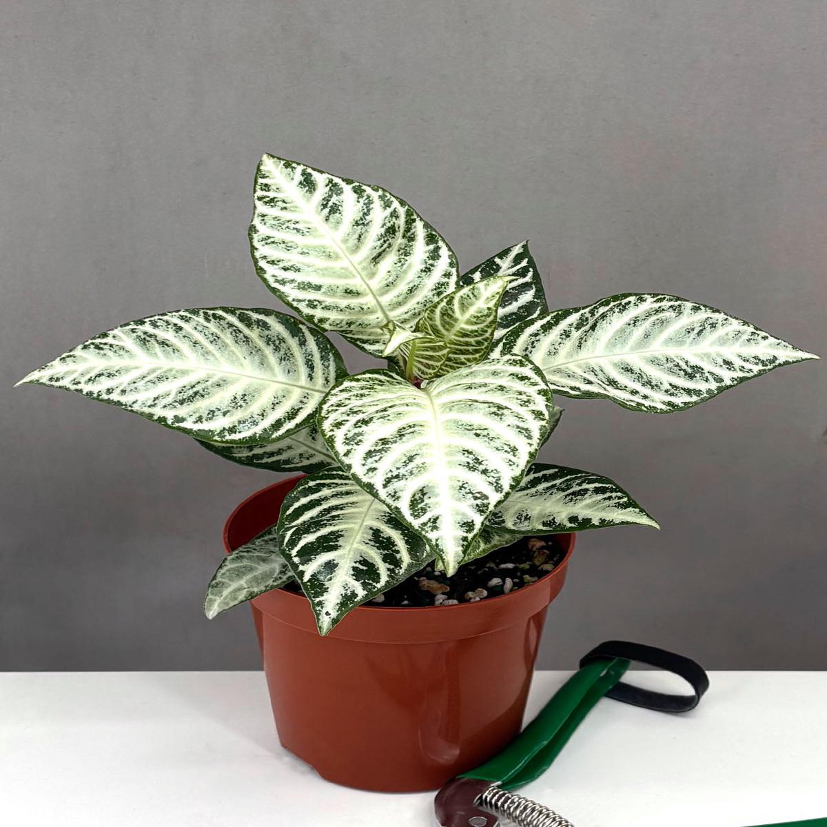 Zebra Plant Snow White