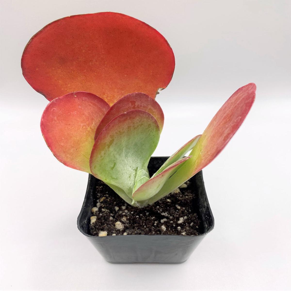 #64  Kalanchoe Thyrsiflora Flapjack