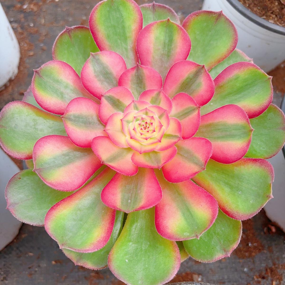 Aeonium LitchiCutting 8cm