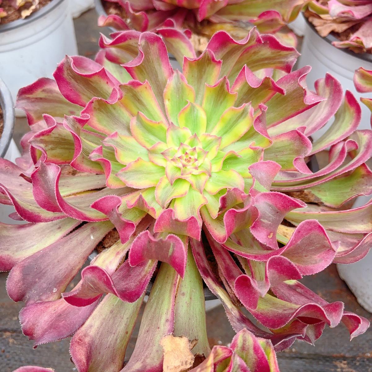 Aeonium Rosy Clouds SelectedCutting 12cm