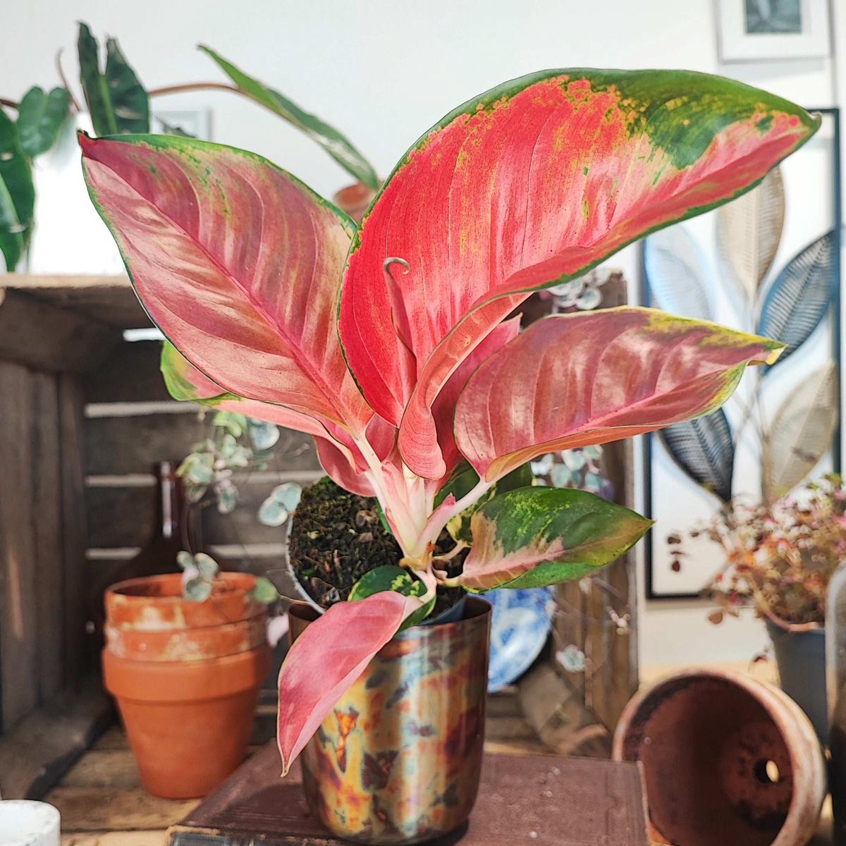 Aglaonema Red Dragon  Couleurs rouges flamboyantes