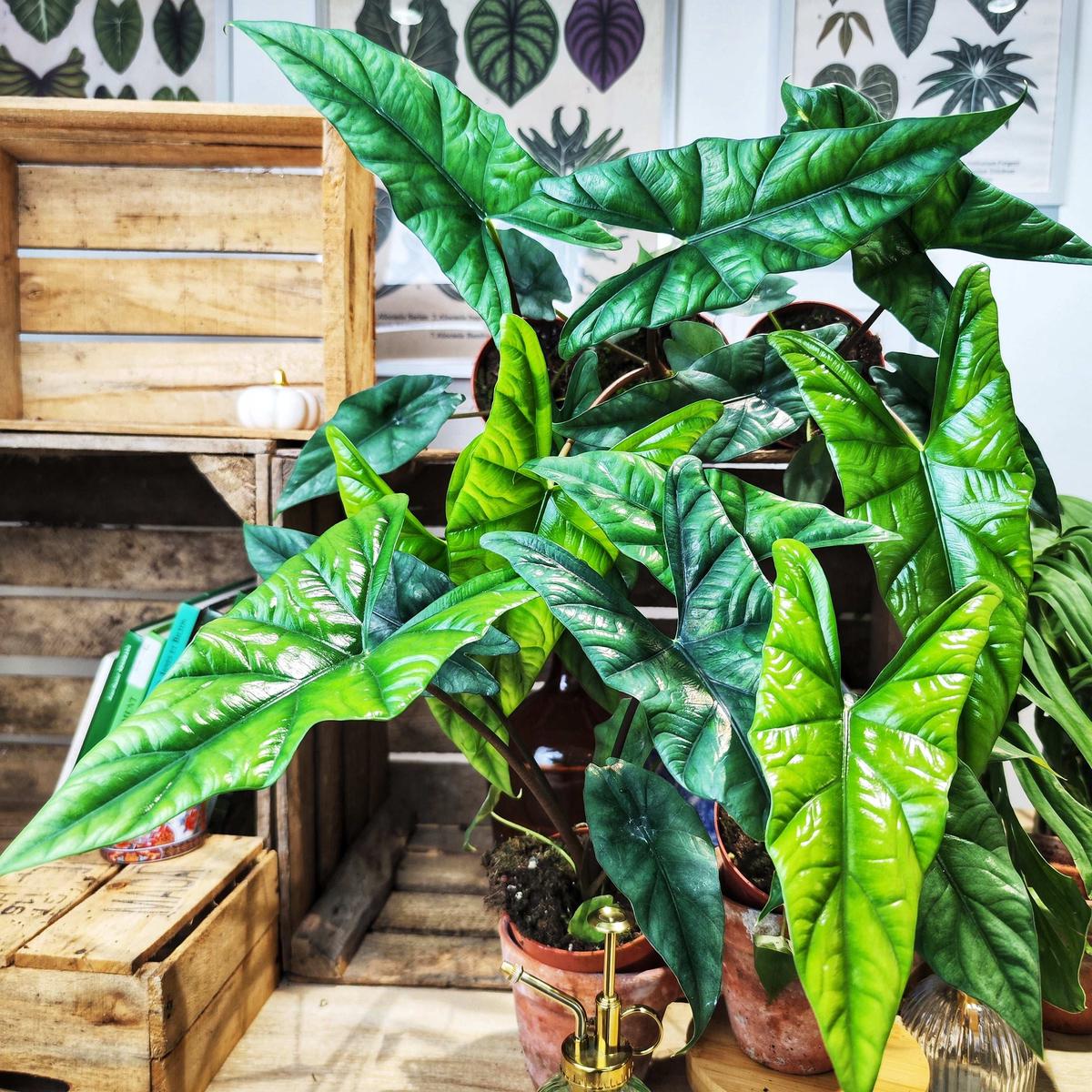 Alocasia Simpo  Plante tropicale facile dentretien