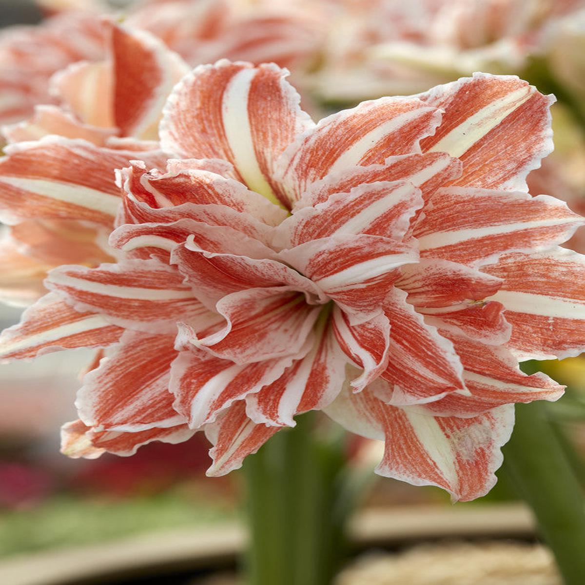 Amaryllis Dancing Queen (Hippeastrum hybrid)