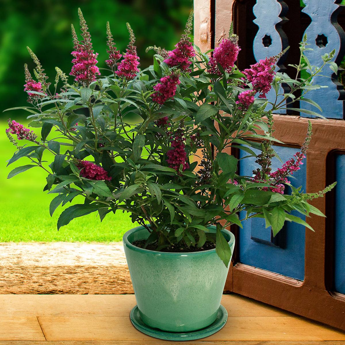 Buddleia Buzz Hot Raspberry PPAF (Buddleia hybrid)