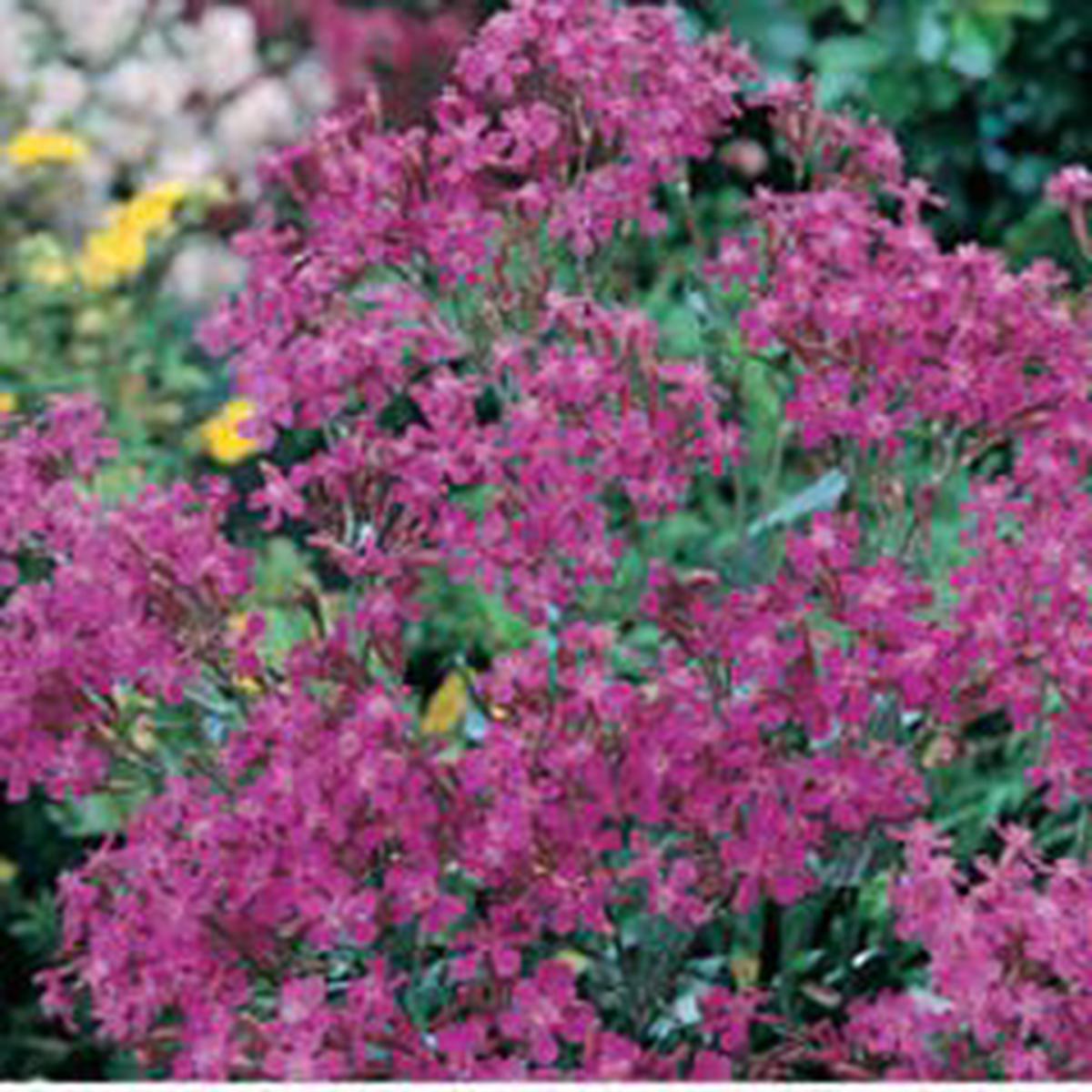 Catchfly - 3265