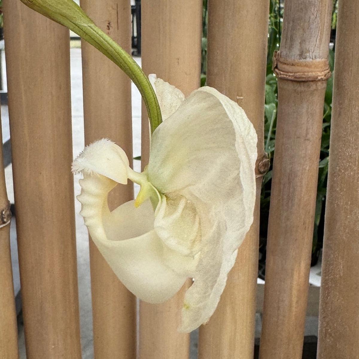 Coryanthes alborosea 'White Eve'  x self